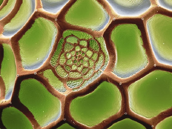 Butterfly Eggs • Insteading